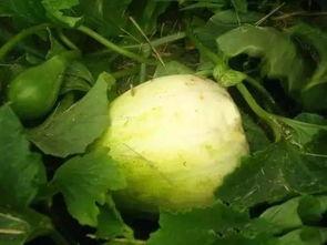 热门大瓜汇总,热门大瓜盘点，真相与八卦一网打尽